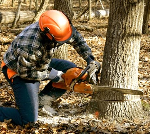 Tree Removal in Knapp, WI